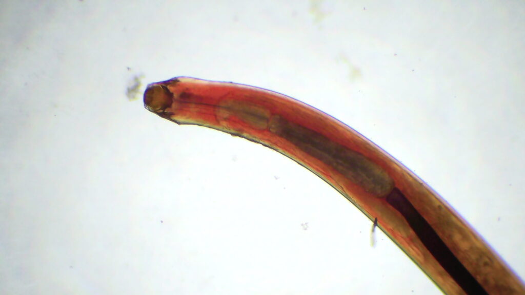 Der Fräskopfwurm, Camallanus cotti, ist ein Fadenwurm, der als Parasit meist den Darmtrakt von Fischen befällt (Endoparasit)